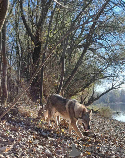 Additional photos: Czechoslovakian Wolfdog puppies