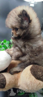 Additional photos: Beautiful Pomeranian puppies