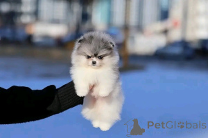 Photo №2 to announcement № 138052 for the sale of pomeranian - buy in Spain breeder