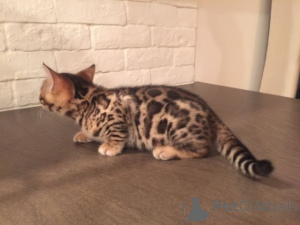 Photo №3. Quality Bred Family Raised Bengal Kittens. Australia