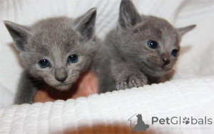 Photo №1. russian blue - for sale in the city of Jüchen | 361$ | Announcement № 154970
