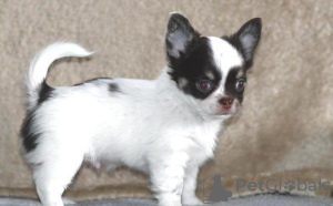 Photo №1. french bulldog - for sale in the city of Pleven | Is free | Announcement № 83758