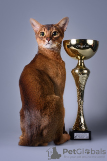 Photo №4. I will sell abyssinian cat in the city of Riga. from nursery - price - 941$