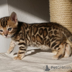 Photo №1. bengal cat - for sale in the city of Bielefeld | 423$ | Announcement № 64753