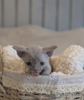 Photo №2 to announcement № 160378 for the sale of devon rex - buy in Germany breeder