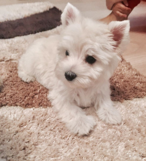 Photo №1. west highland white terrier - for sale in the city of Minsk | 500$ | Announcement № 331