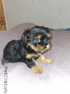 Photo №3. Charming Yorkshire Terrier puppies. Estonia