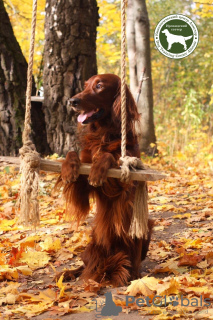 Photo №1. setter - for sale in the city of Москва | 405$ | Announcement № 13071