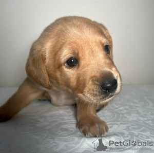 Photo №2 to announcement № 81151 for the sale of labradoodle - buy in Netherlands private announcement