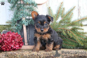Photo №1. yorkshire terrier - for sale in the city of Oberhausen | 645$ | Announcement № 63831