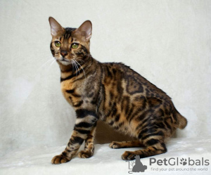 Photo №2 to announcement № 9173 for the sale of bengal cat - buy in Russian Federation from nursery