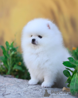 Photo №4. I will sell pomeranian in the city of Bonn. private announcement - price - 380$