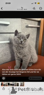 Photo №1. british shorthair - for sale in the city of Bergisch Gladbach | 361$ | Announcement № 160263