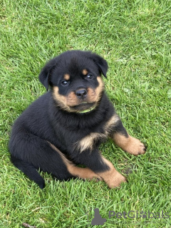 Photo №1. rottweiler - for sale in the city of San Jose | 500$ | Announcement № 100350