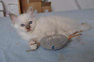 Photo №3. sacred kittens from Burma for good mother. Belgium
