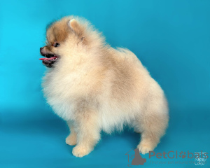 Photo №1. pomeranian - for sale in the city of Vitebsk | 2113$ | Announcement № 46530