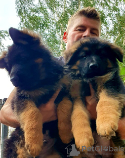 Photo №2 to announcement № 116135 for the sale of german shepherd - buy in Poland breeder