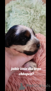Photo №3. Cocker puppies spaniel English. Poland