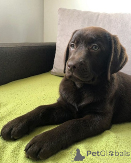 Photo №1. labrador retriever - for sale in the city of Belgrade | negotiated | Announcement № 168723