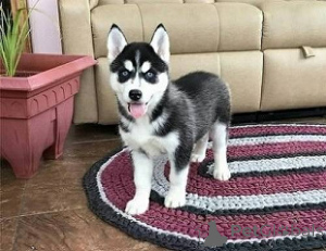 Photo №2 to announcement № 148782 for the sale of siberian husky - buy in United States from the shelter, breeder