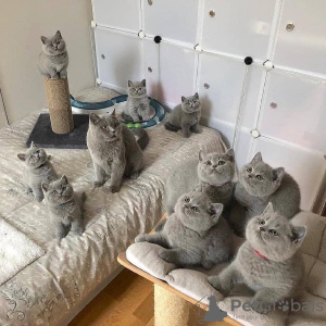 Photo №1. british shorthair - for sale in the city of St. Petersburg | 317$ | Announcement № 36783