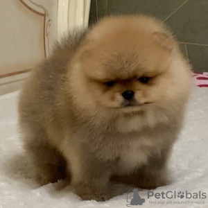 Photo №2 to announcement № 56449 for the sale of pomeranian - buy in Netherlands private announcement