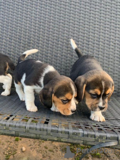 Photo №1. beagle - for sale in the city of Nort-Leulinghem | 355$ | Announcement № 13100