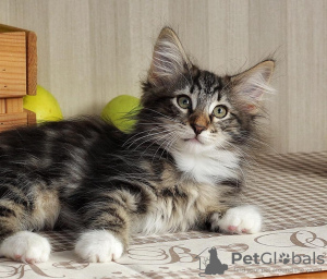 Photo №2 to announcement № 108615 for the sale of norwegian forest cat - buy in United States private announcement