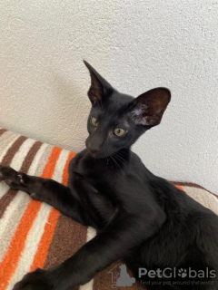 Photo №2 to announcement № 32611 for the sale of oriental shorthair - buy in Turkey private announcement