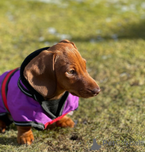 Photo №1. dachshund - for sale in the city of Saint-Alexandre | 774$ | Announcement № 162863