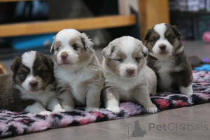 Photo №1. australian shepherd - for sale in the city of Nivelles | Is free | Announcement № 164504