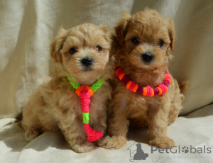 Photo №2 to announcement № 169849 for the sale of maltipu - buy in Ukraine 