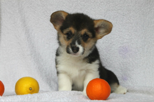 Photo №4. I will sell welsh corgi in the city of Kiev. from nursery - price - 850$