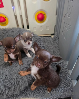 Photo №1. chihuahua - for sale in the city of Butzbach | 465$ | Announcement № 171441
