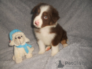 Additional photos: Australian Shepherd Puppies