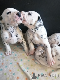 Photo №1. dalmatian dog - for sale in the city of LègStrup | negotiated | Announcement № 169993