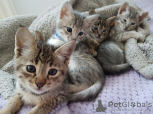 Photo №3. Trained Savannah kittens with good health for Adoption now. United States