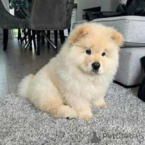 Photo №1. chow chow - for sale in the city of Prague | negotiated | Announcement № 78581