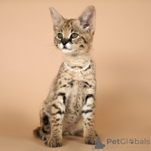 Photo №1. savannah cat - for sale in the city of Munich | negotiated | Announcement № 167304