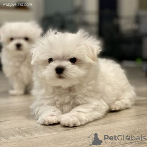 Photo №1. maltese dog - for sale in the city of Potsdam-Mittelmark | 471$ | Announcement № 130343