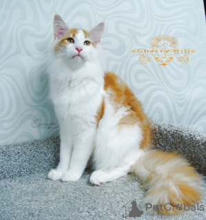 Photo №1. maine coon - for sale in the city of Kazan | negotiated | Announcement № 7708