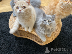 Photo №2 to announcement № 31246 for the sale of persian cat - buy in United States breeder