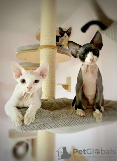 Photo №1. devon rex - for sale in the city of Фискари | Is free | Announcement № 128524