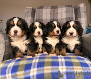 Photo №4. I will sell bernese mountain dog in the city of Pittsburgh. breeder - price - 400$