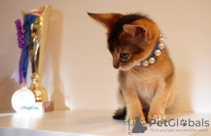 Photo №1. abyssinian cat - for sale in the city of Riga | 1057$ | Announcement № 122190