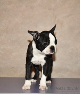 Additional photos: Boston terrier puppies for sale