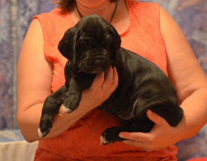 Additional photos: Great Dane puppies