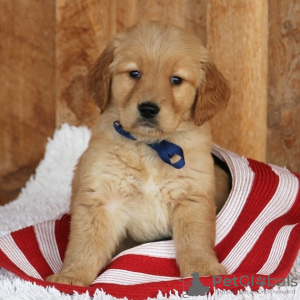 Photo №1. golden retriever - for sale in the city of Бардеёв | 370$ | Announcement № 29251