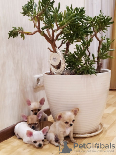 Photo №2 to announcement № 104915 for the sale of chihuahua - buy in Germany breeder