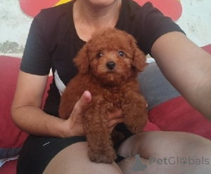 Photo №4. I will sell poodle (toy) in the city of Zrenjanin. breeder - price - negotiated